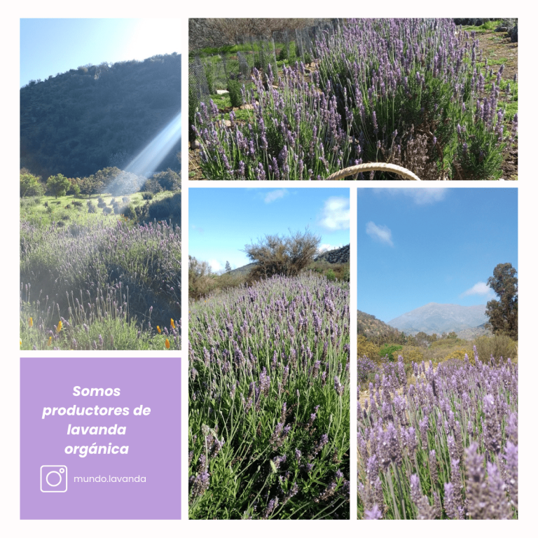 2 david toro 2 768x768