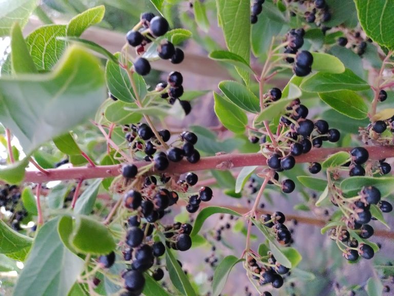 2022 enero 4 Calus Maqui 768x576