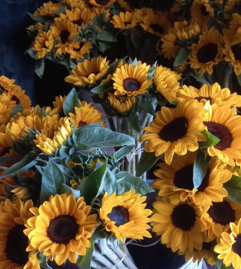 Flores Mayjo 2 768x857