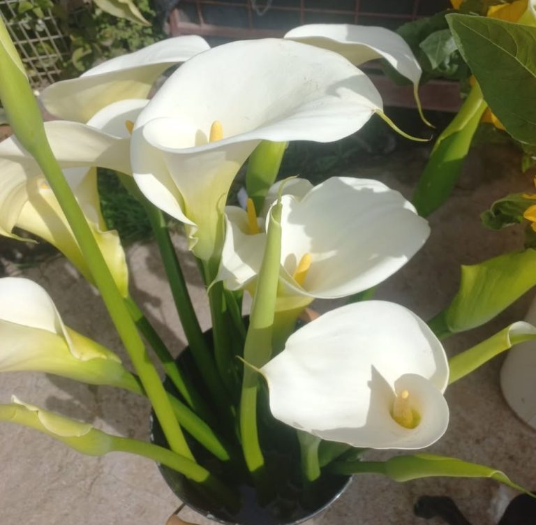 Flores Mayjo 4 768x752