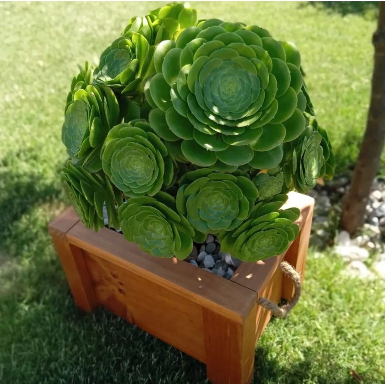 Jardin Aetesanias 1 768x767