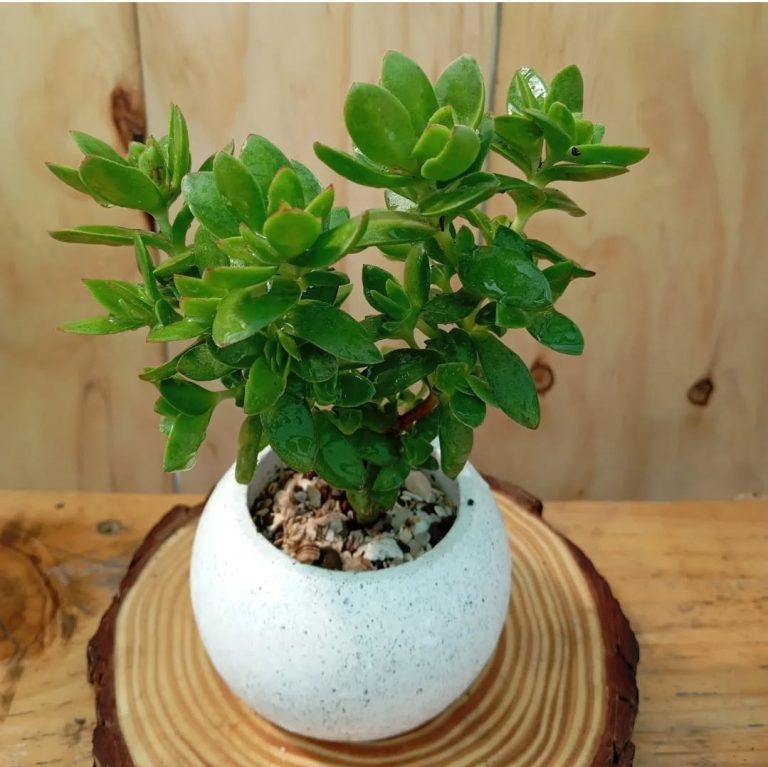 Jardin Aetesanias 3 768x767