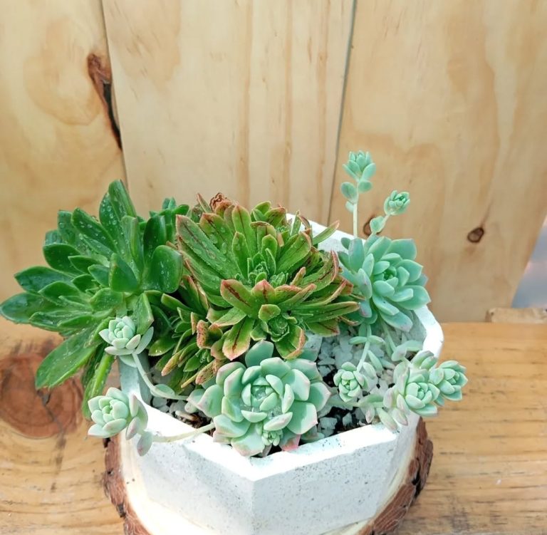 Jardin Aetesanias 4 768x751